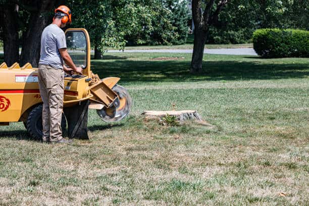 Completed stump grinding project