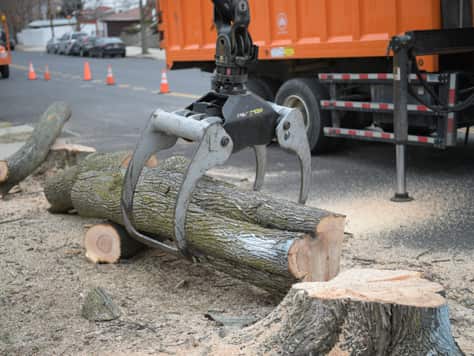 Stump removal completed project