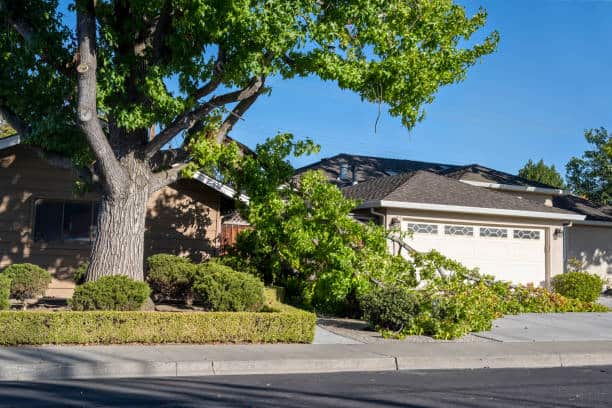 Downed limb removal service