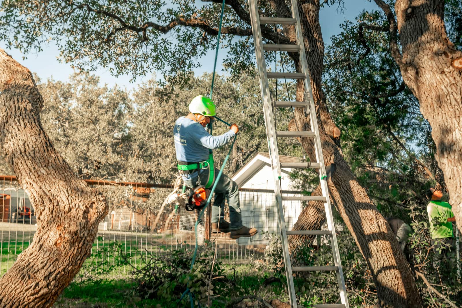 Shrubbery removal service