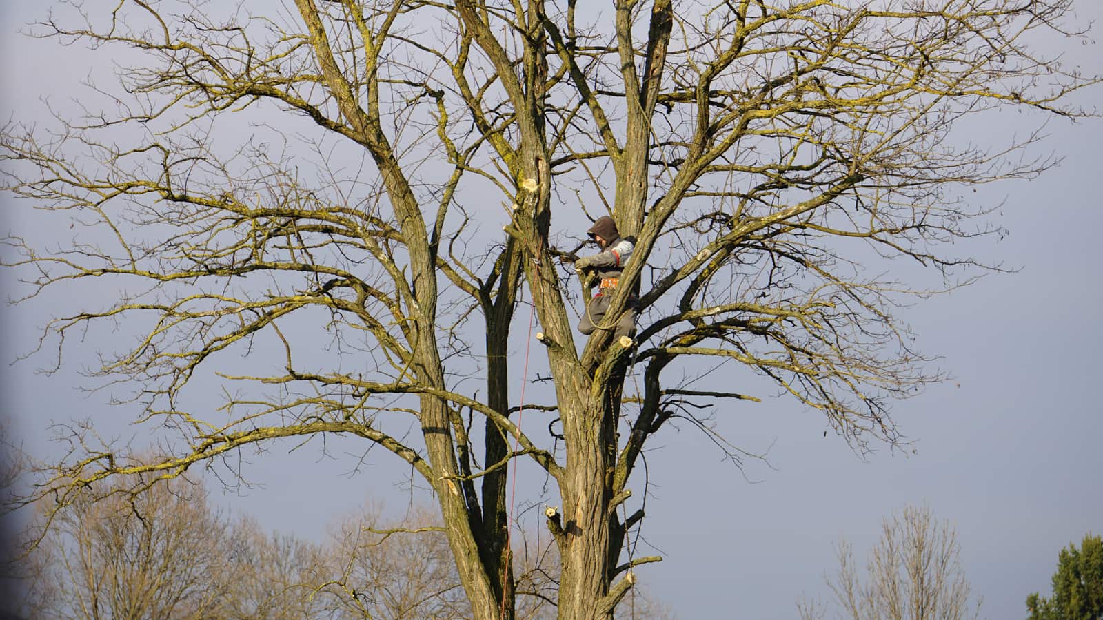 Small tree removal service