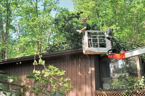 Tree stump grinding and removal service